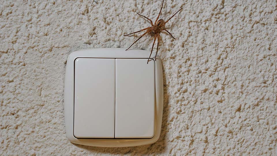 20+ поверий и примет про пауков в 2025 году