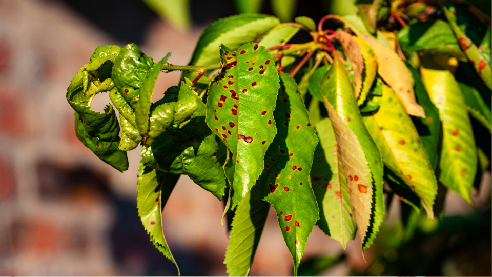 Болезни черешни