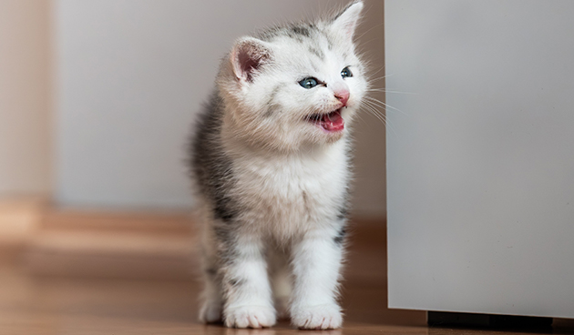 Имена для кошек девочек по типу породы