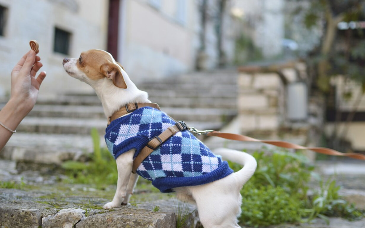 Как открыть зоомагазин