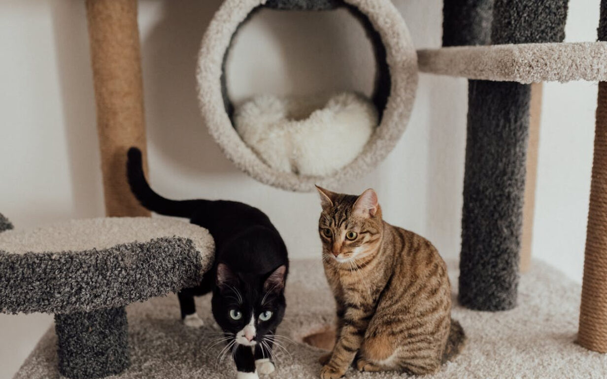 Как открыть зоомагазин