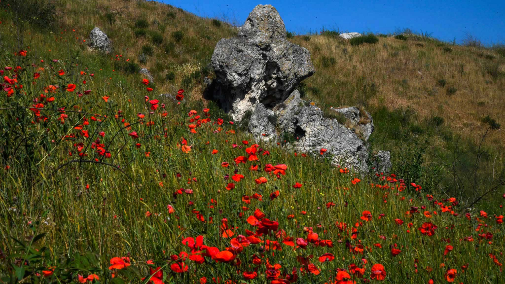 крымские маки