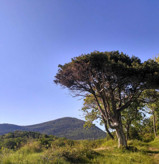 заповедник утриш дерево