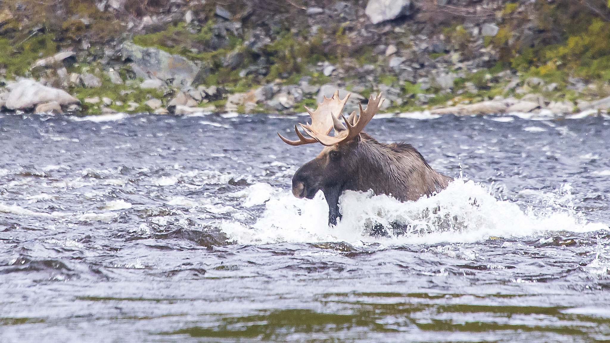 Лось в потоке Маи.