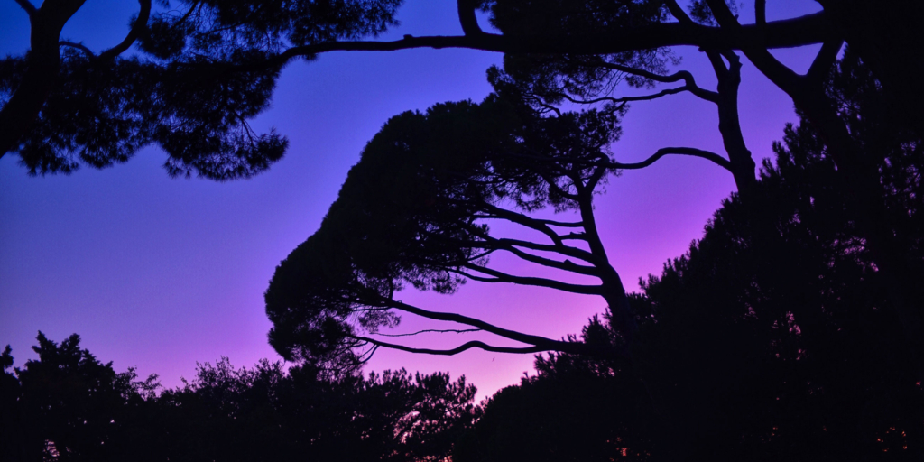 силуэт деревьев на закате