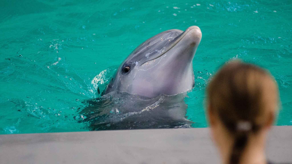 дельфин