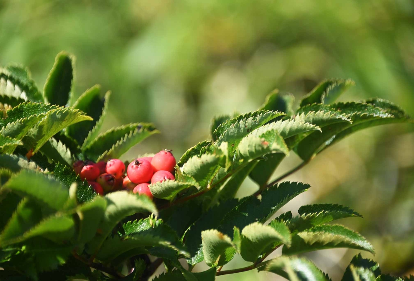 экспедиция на курилы 50