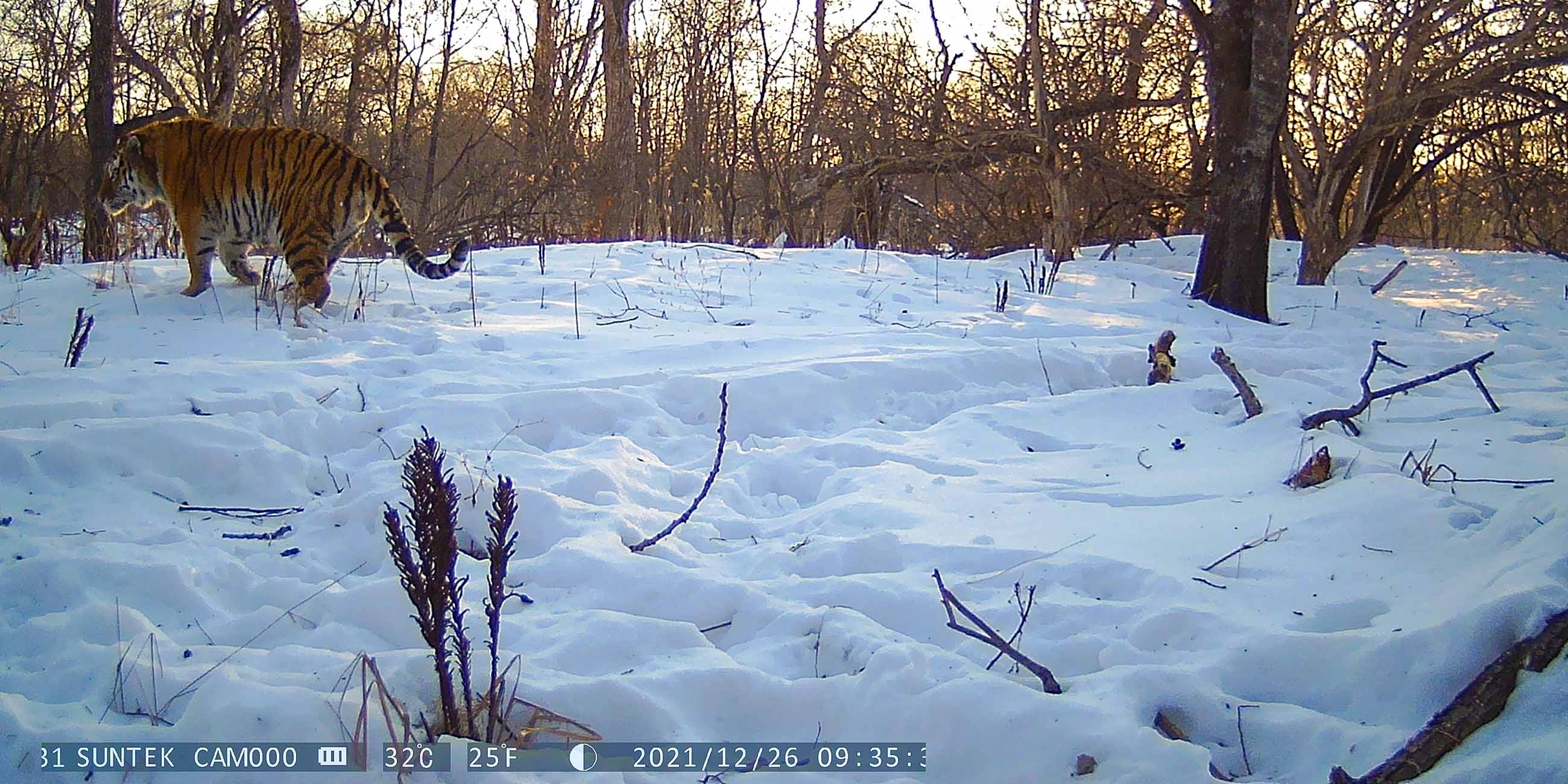 тигр в фотоловушке 1