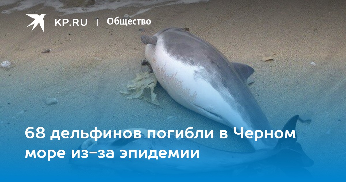 умирающий дельфин песня слушать