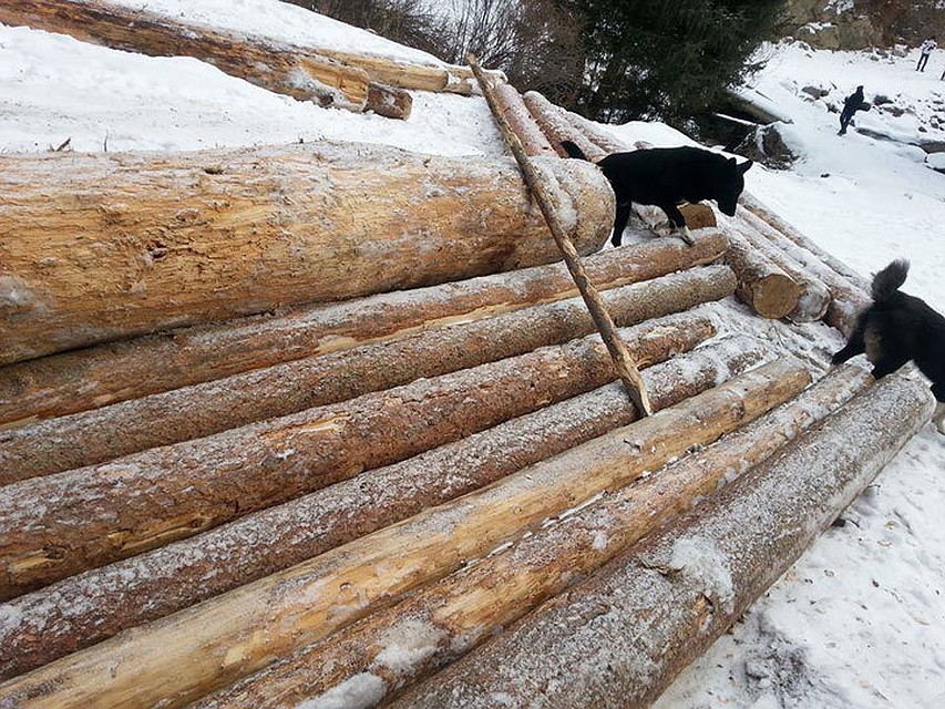 незаконная вырубка деревьев незаконная вырубка деревьев