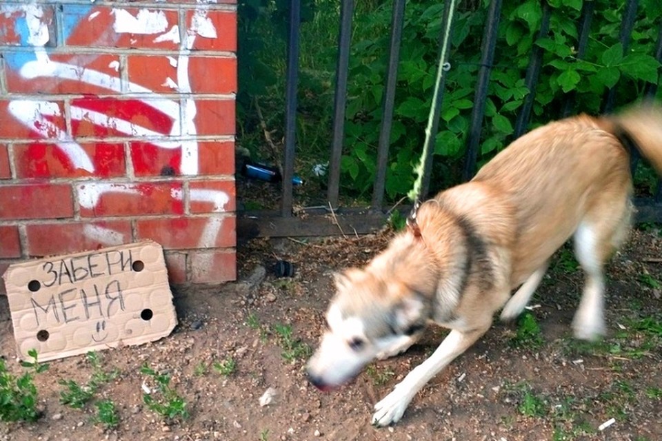 В Перми бросили хаски и оставили рядом табличку с надписью