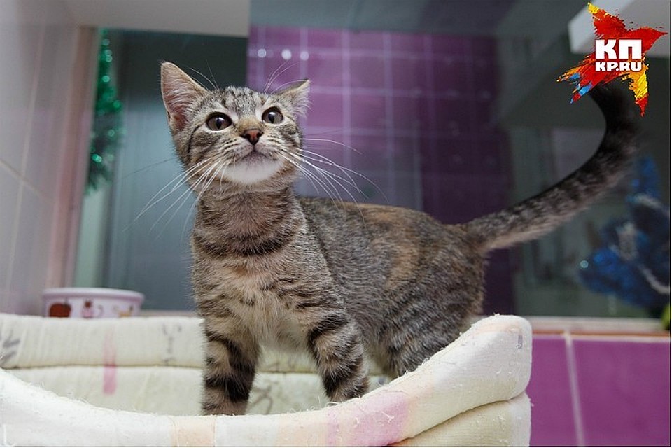 В Ростовской области будут стерилизовать и кастрировать животных со ...