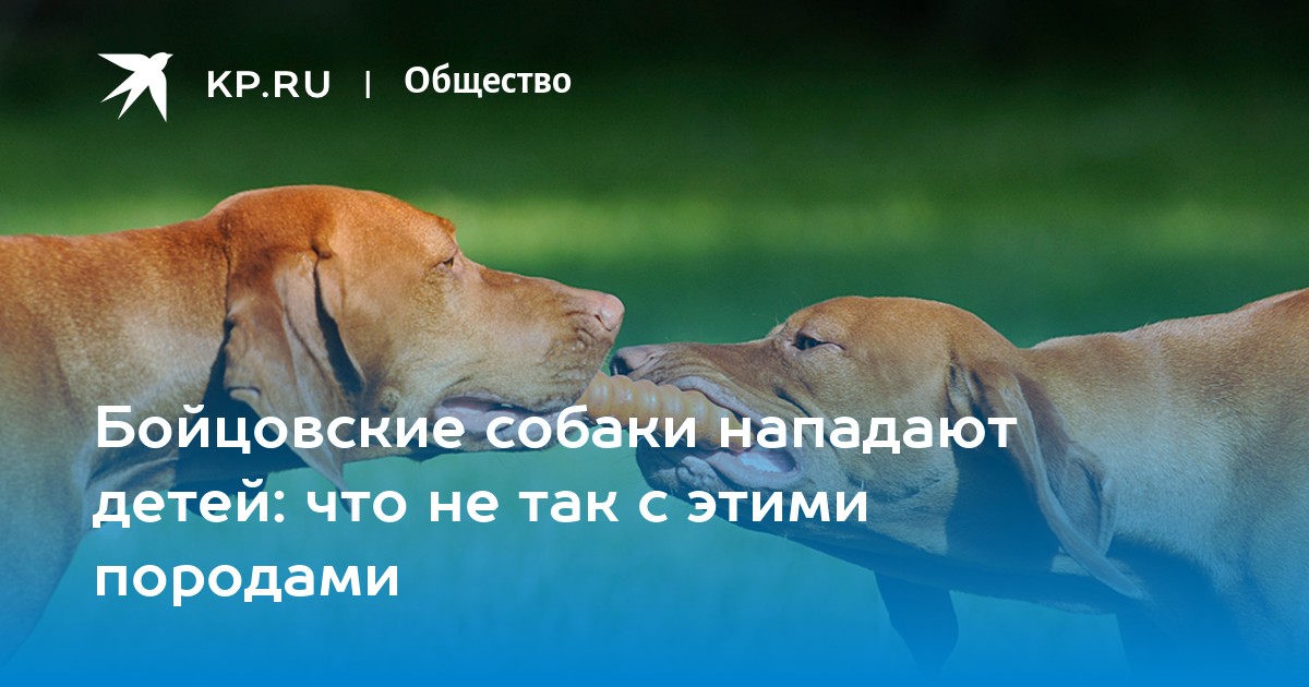 Ребенка покусала собака бойцовской породы thumbnail