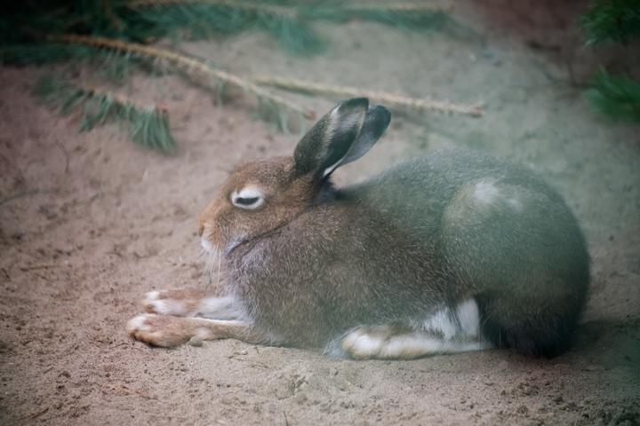 Мы в ответе за тех, кого приручили