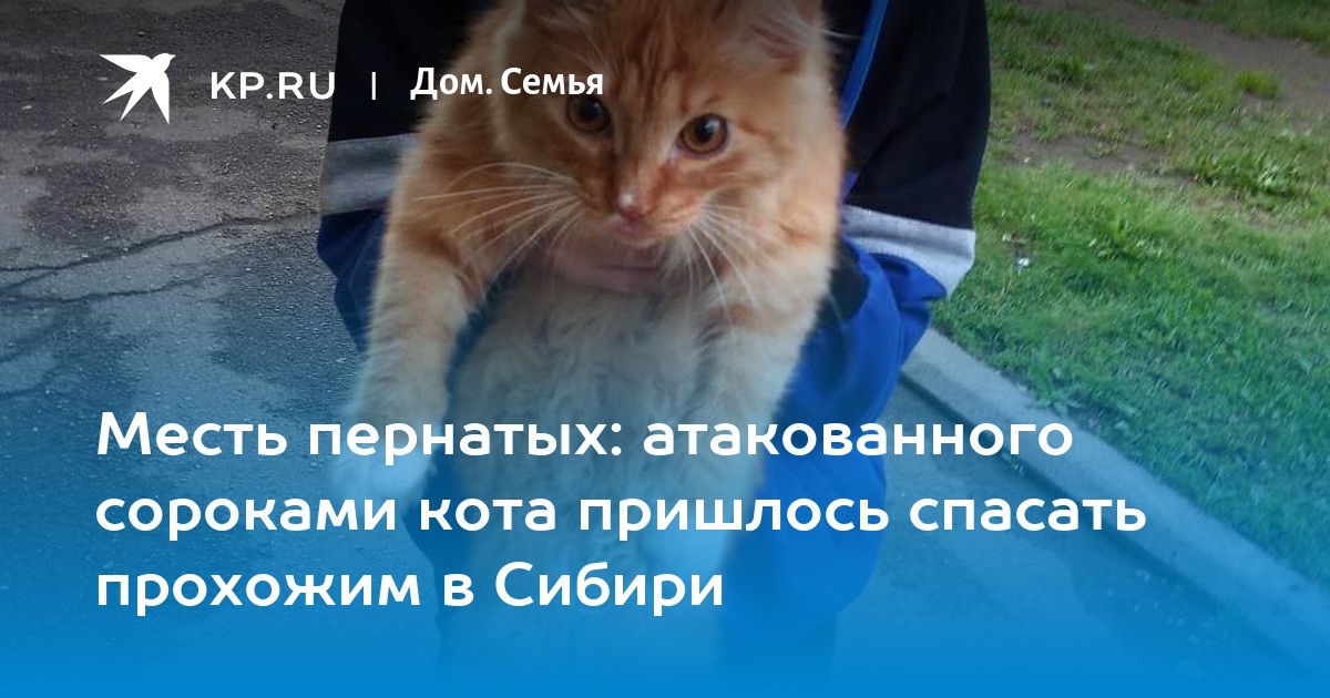 Месть пернатых: атакованного сороками кота пришлось спасать прохожим в Сибири - Vimarsana News