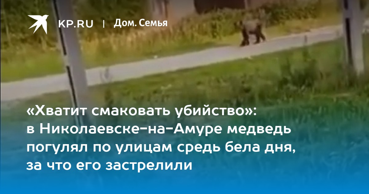 «Хватит смаковать убийство»: в Николаевске-на-Амуре медведь погулял по улицам средь бела дня, за что его застрелили - Vimarsana News