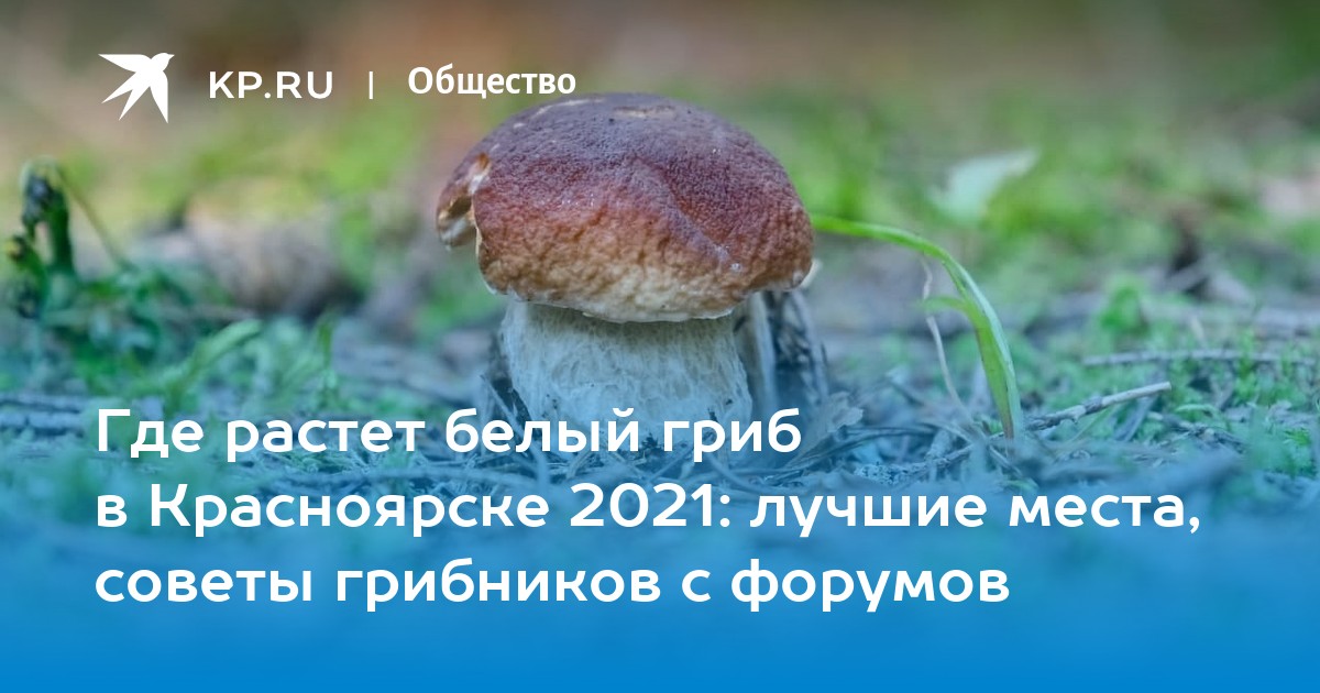 где в красноярске растет конопля где в красноярске растет конопля