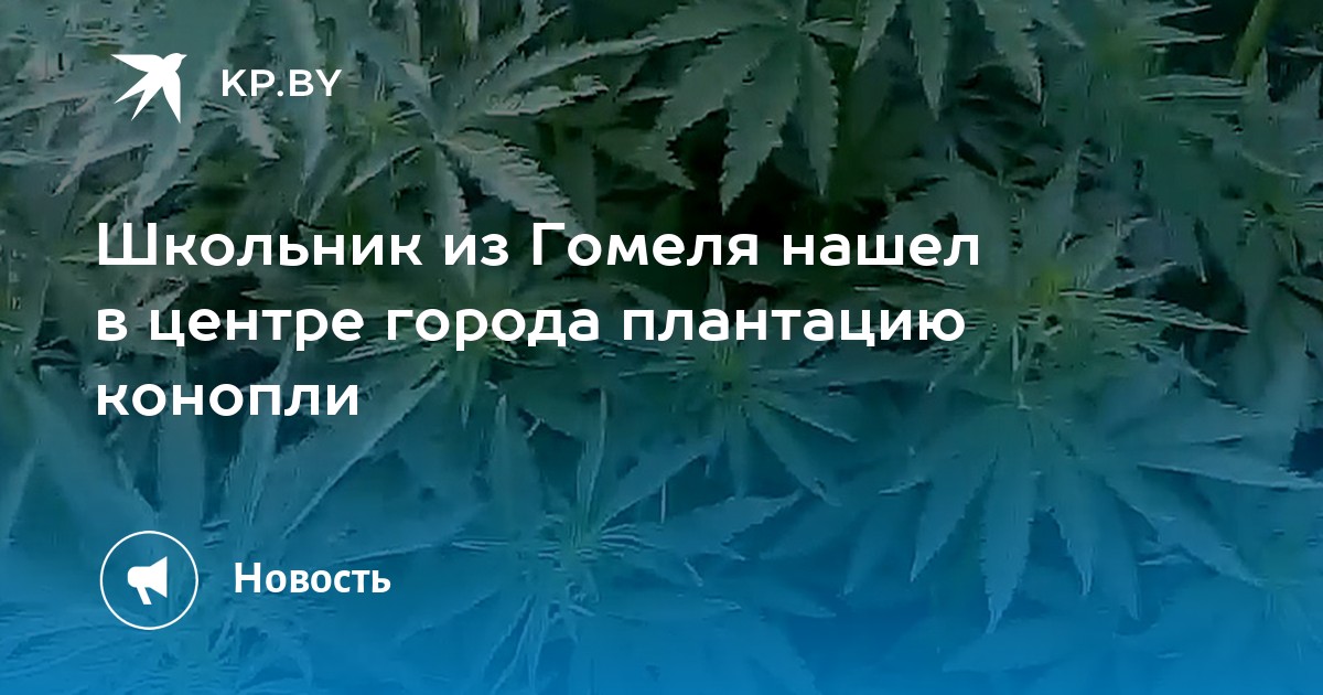 Конопля в гомеле Конопля в гомеле ссылки на сайты тор браузера hudra