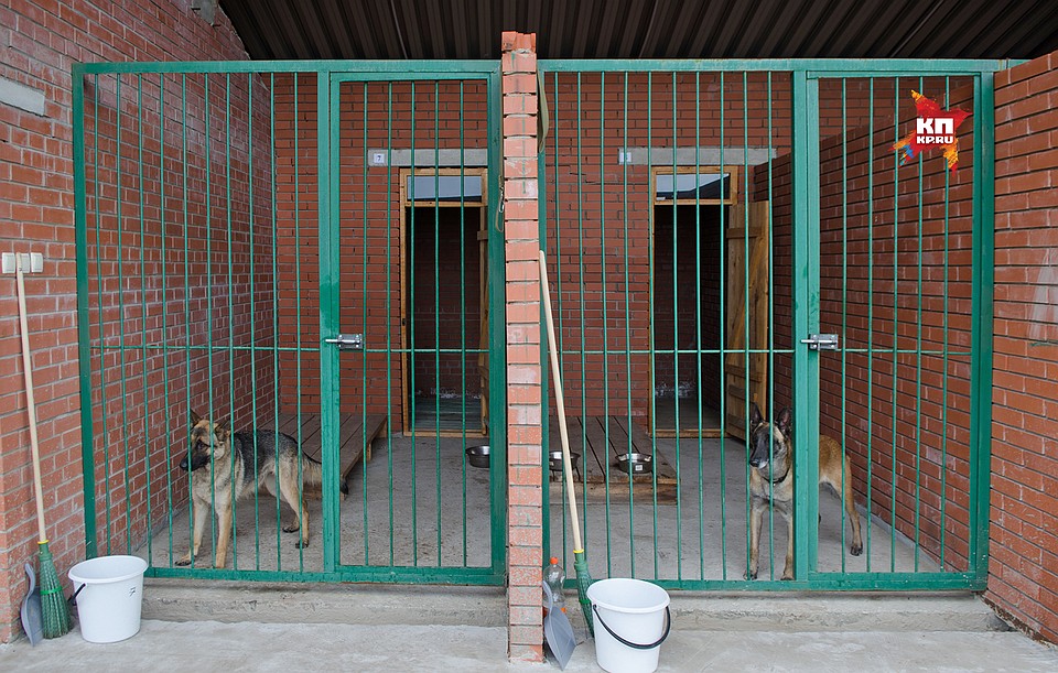 Самара кинологический центр мвд. Кинолог фсин ротвейлер. Кинологический центр мвд. Кинель кинологический центр. Кинологический центр самара.