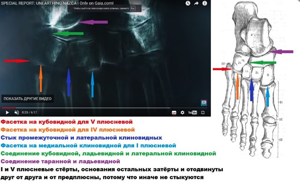 Станислав Дробышевский подробно расписал какие кости стопы Марии соответствуют человеческим.