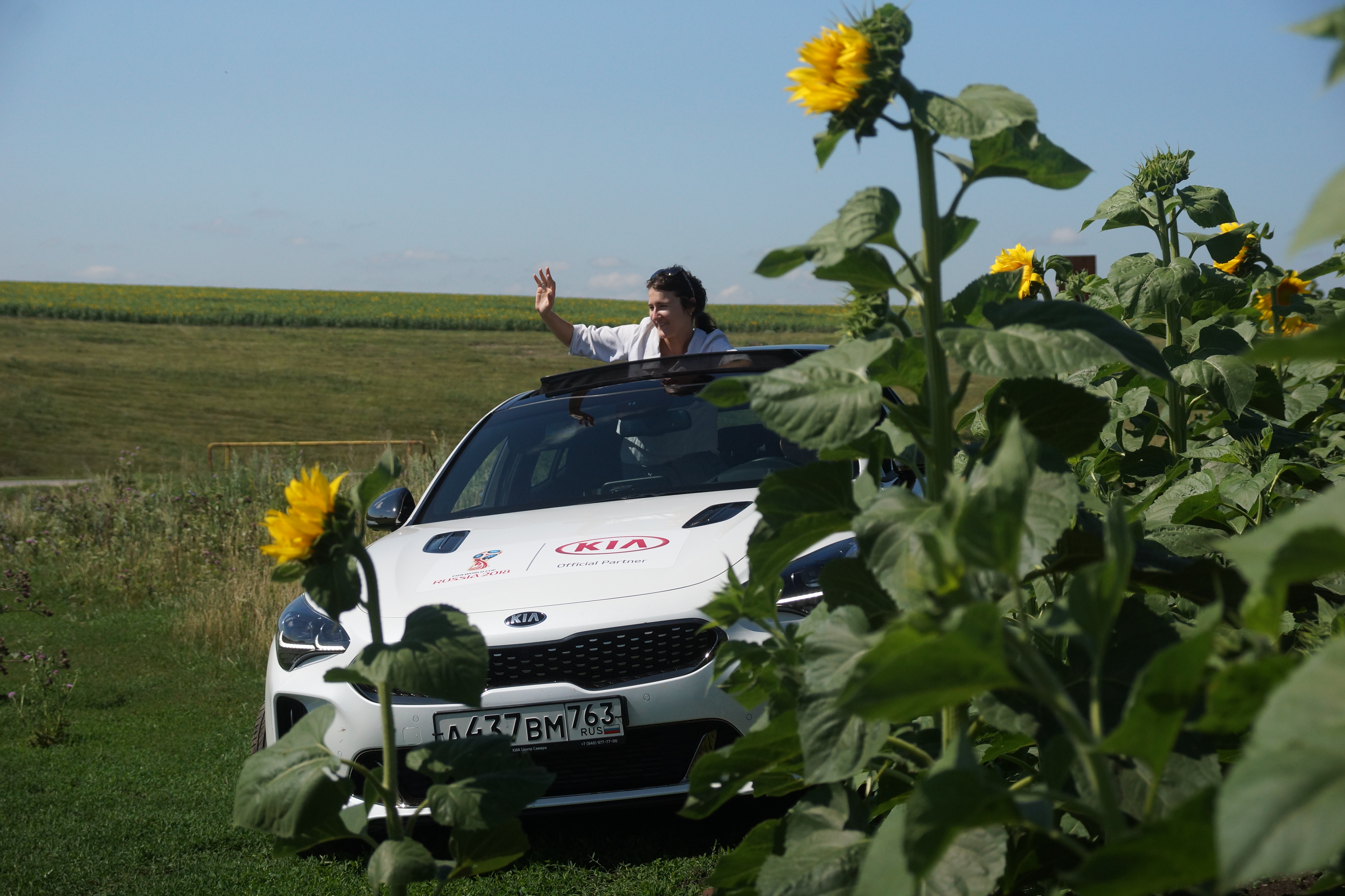 Подсолнухи скромно отворачивали головы