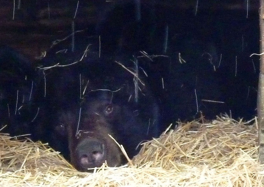 Бурый медведь в берлоге. Огромный медведь засняли на камеру гигант. Медведь с лапой во рту. Зачем медведь ест глину перед спячкой. Зачем медведь ест глину перед спячкой.