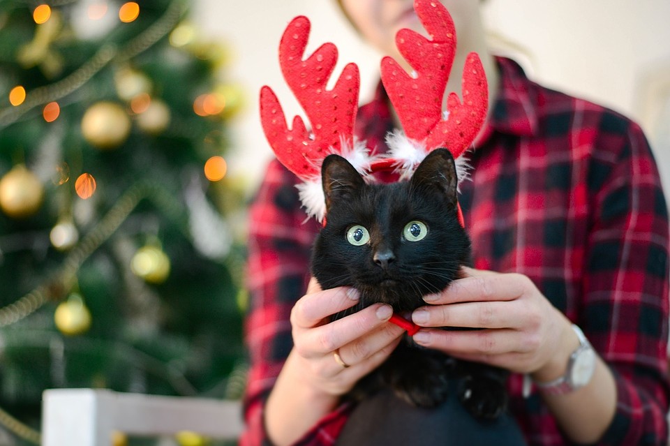 Идеи для фото кота