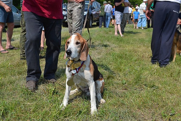 Щенки русской пегой гончей. Испытание гончих собак 2024. Испытание гончих собак 2024. Испытания гончих ленинградская обл. Московский союз охотников выставка гончих.