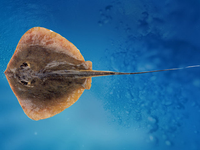 Один удар и ты пропал! Фото: Музей Национального научного центра морской биологии ДВО РАН