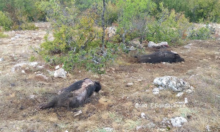 Животных заметили благодаря кружащим падальщикам. Фото: страница в Facebook Евгения Бондаренко