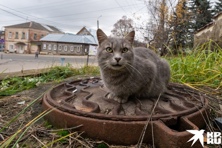 Дерзкий тарусский кот