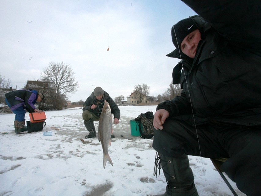 Рыбы зимой. Ловля корюшки зимой на финском заливе. Лов корюшки на финском заливе. Разрешённый размер вылавливаемой рыбы. Много рыбы.