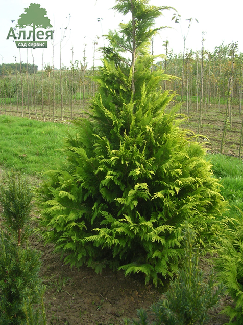 почему не пахнет елка в квартире. 749020. почему не пахнет елка в квартире фото. почему не пахнет елка в квартире-749020. картинка почему не пахнет елка в квартире. картинка 749020. Свежая и не обмороженная ёлка достаточно сильно пахнет, её хвоя насыщенного зелёного цвета и слегка маслянистая на ощупь. Ветки крепкие и гибкие, их не так-то легко обломить. почему не пахнет елка в квартире. 749020. почему не пахнет елка в квартире фото. почему не пахнет елка в квартире-749020. картинка почему не пахнет елка в квартире. картинка 749020. Свежая и не обмороженная ёлка достаточно сильно пахнет, её хвоя насыщенного зелёного цвета и слегка маслянистая на ощупь. Ветки крепкие и гибкие, их не так-то легко обломить.