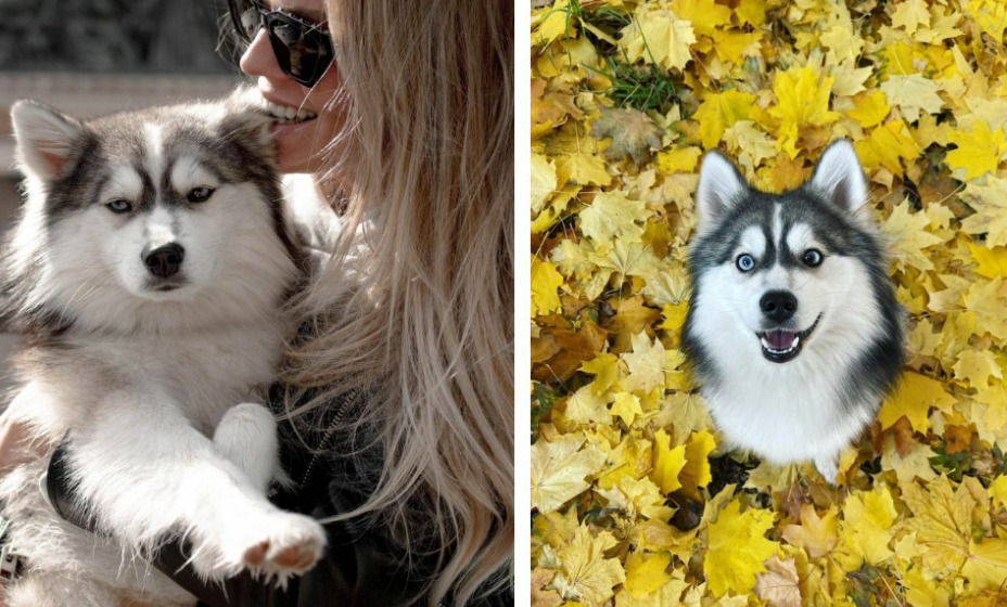 Пловчиха Юлия Ефимова не может вернуться в США из-за своего питомца. Фото: Инстаграм Юлии Ефимовой