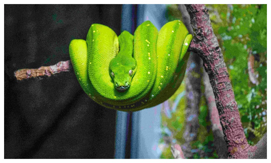 Врач справился с питоном, чтобы спасти человеку жизнь. Фото: Global Look Press