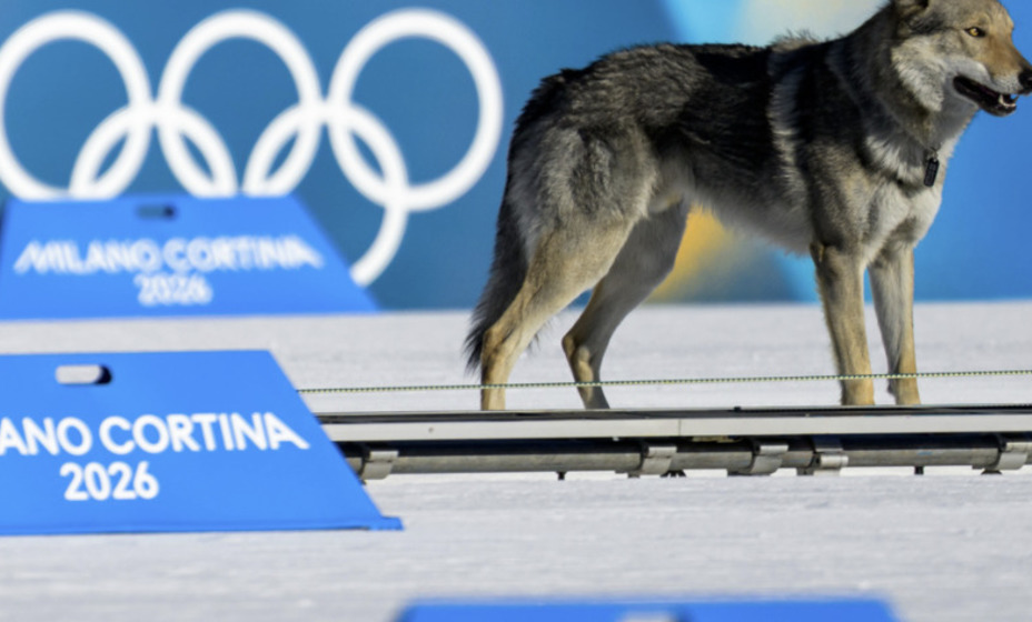 Собака выбежала на лыжную трассу Олимпиады-2026, Фото Reuters