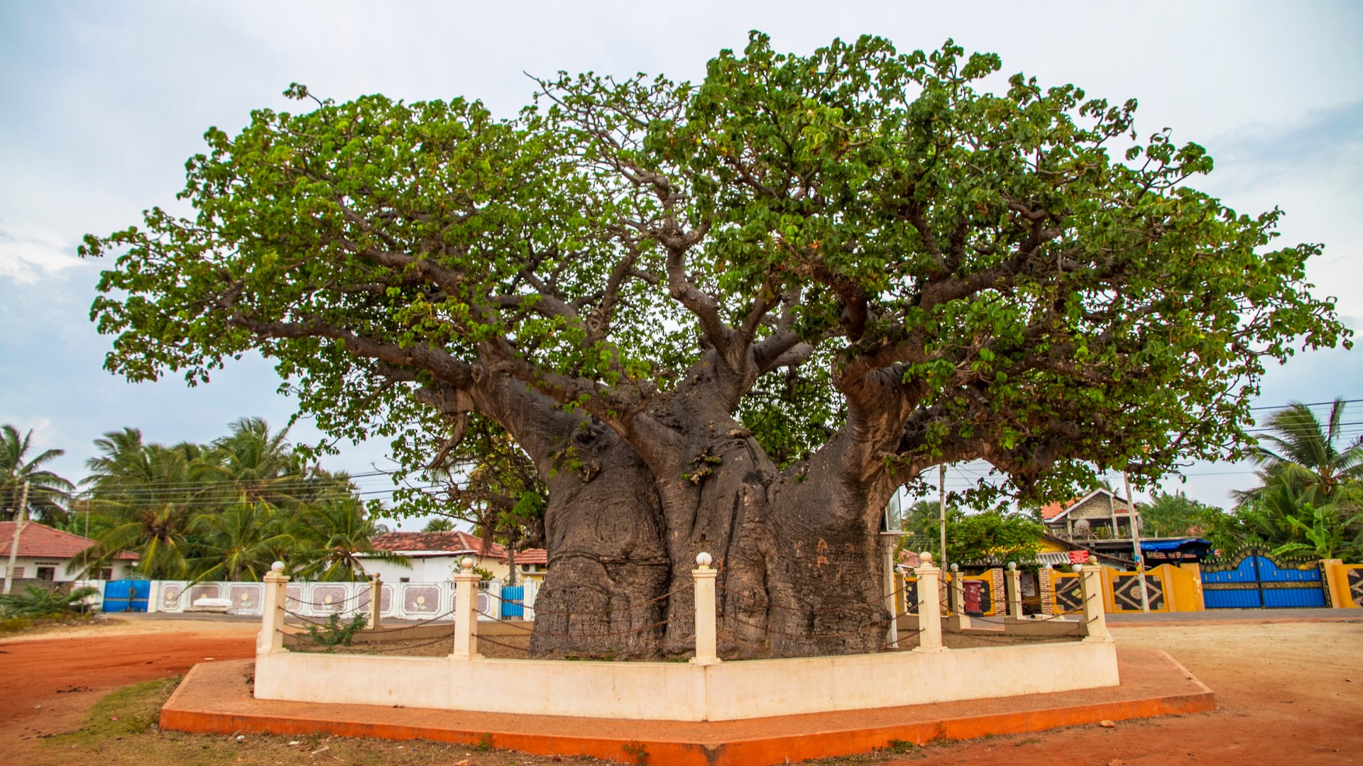 Баобаб Маннара.