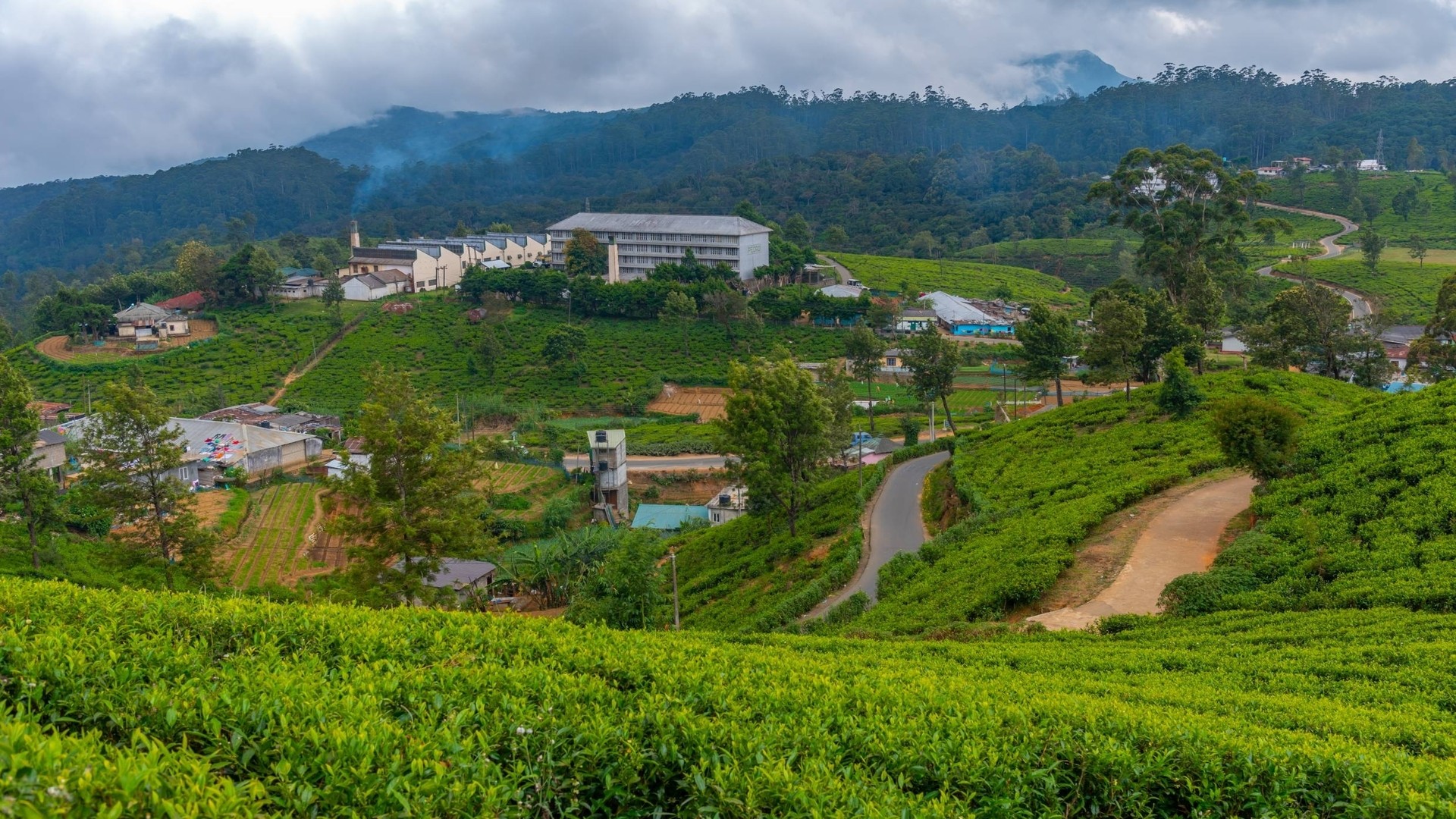 Чайная фабрика Педро в Нувара-Элии.