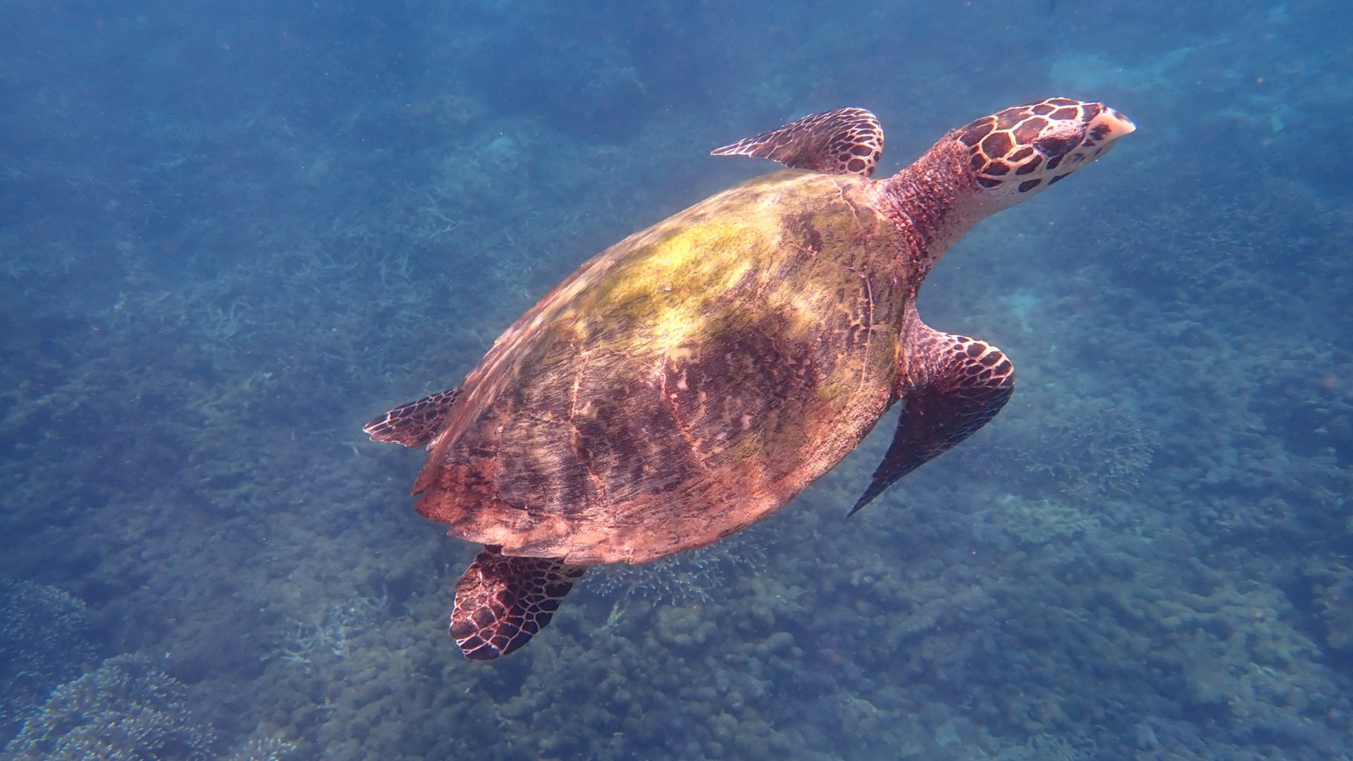 Черепашка плавает рядом с островом Пиджеон.
