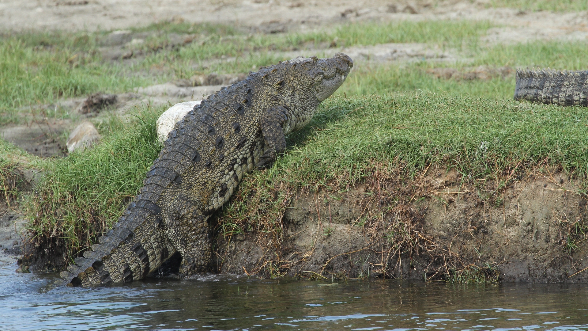 Крокодил карабкается по берегу водоема в национальном парке Бундала.