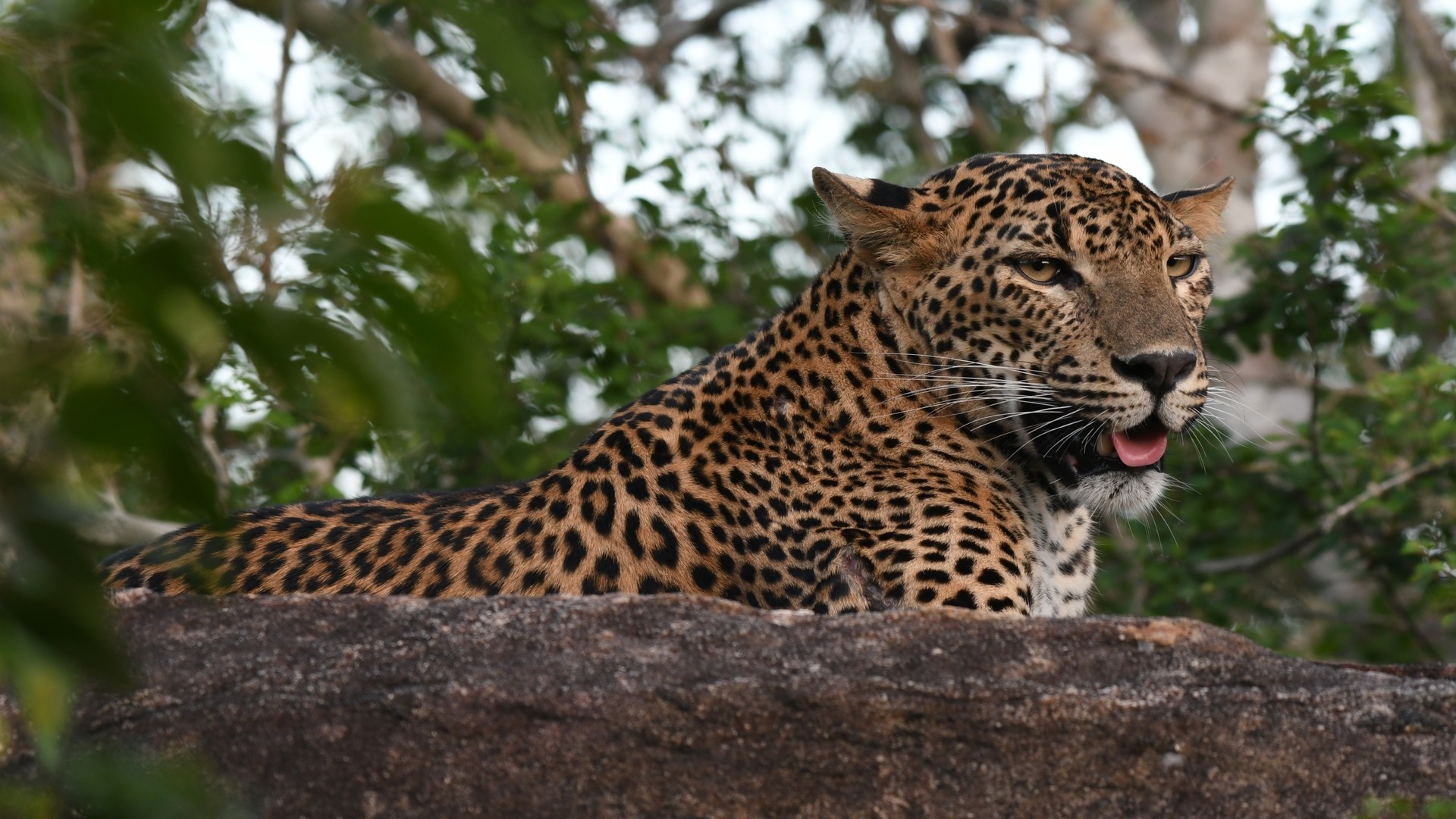 Леопард в национальном парке Кумана.