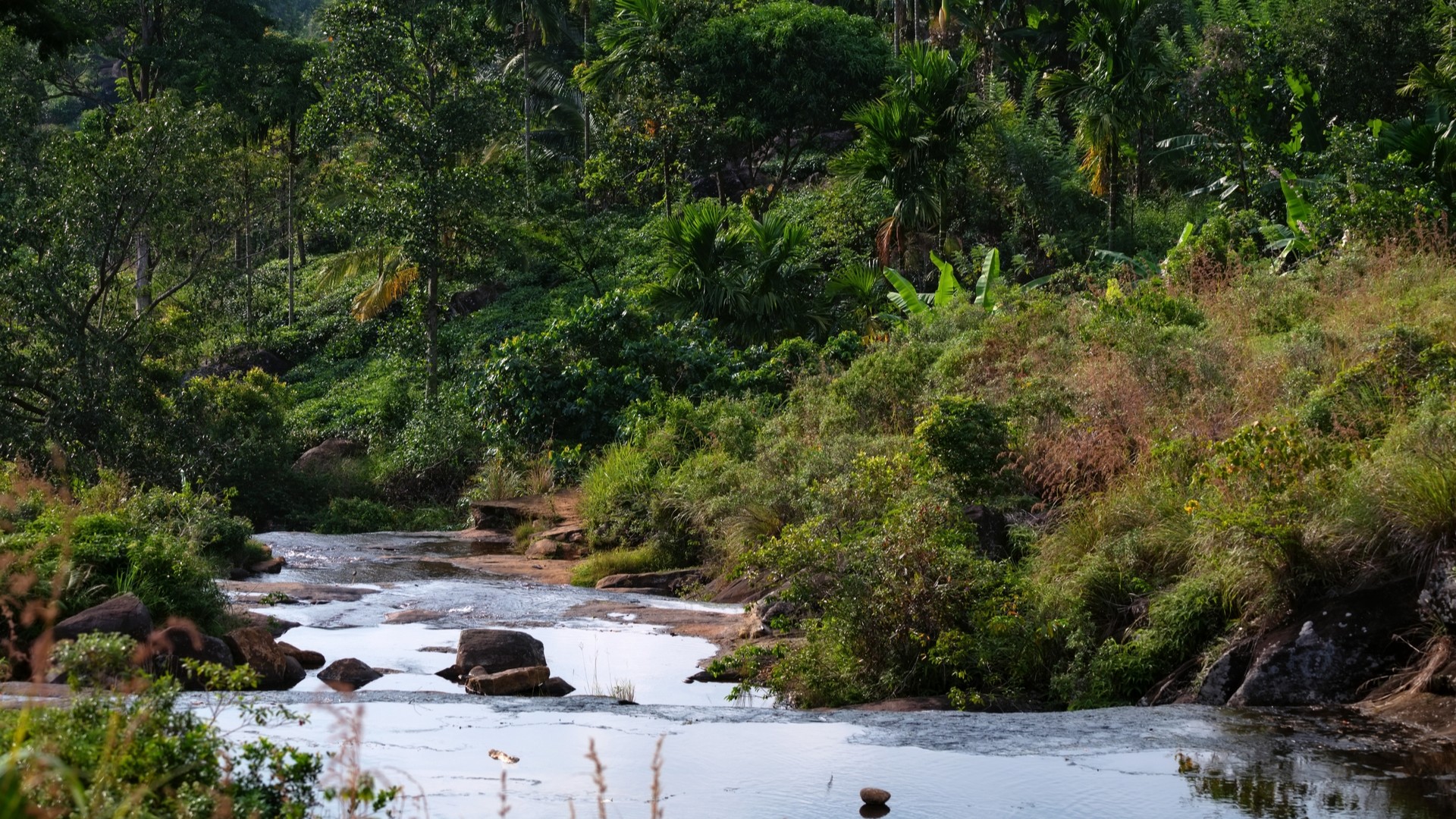 Живописный вид на тропический лес Синхараджа в Шри-Ланке.