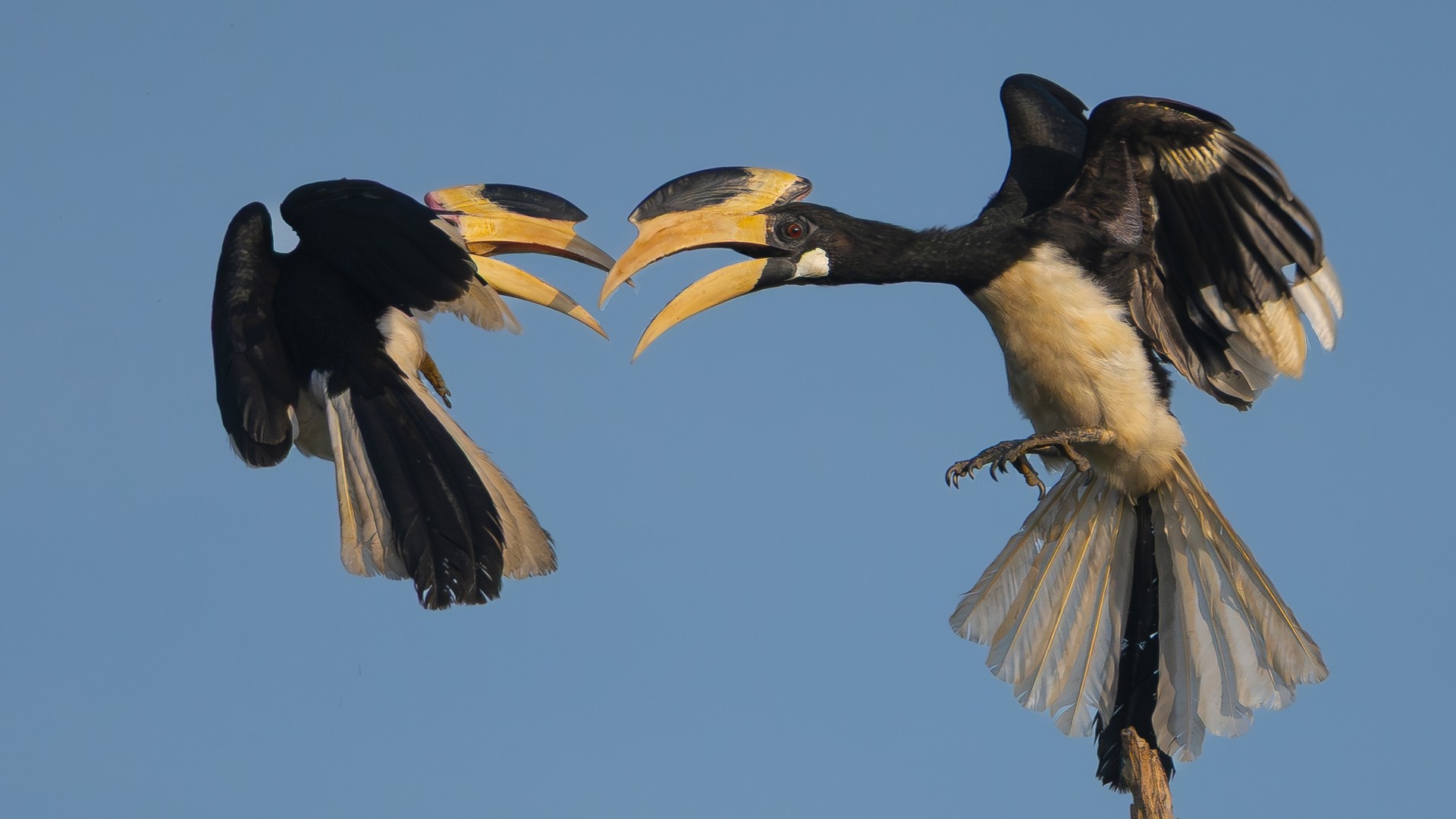 Малабарские рогатые птицы-носороги в национальном парке Вилпатту.