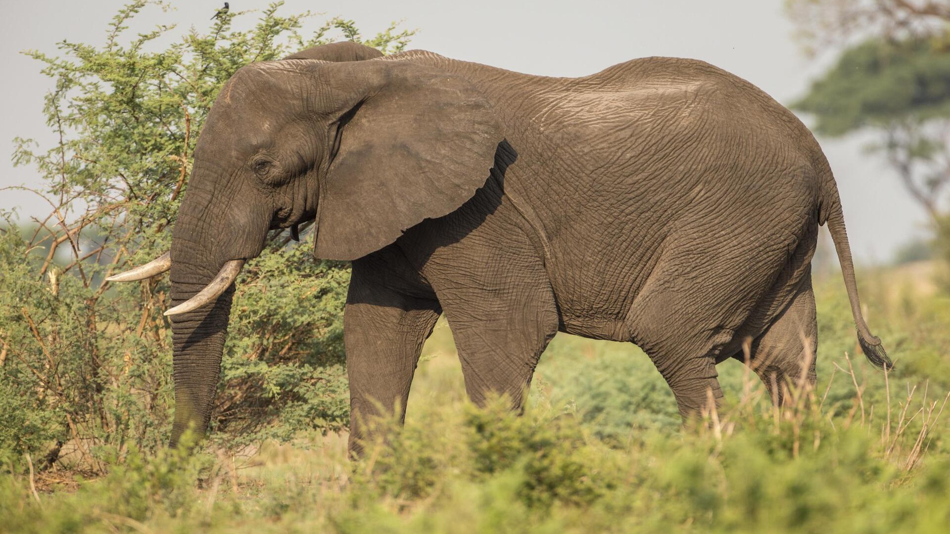 Африканский слов в Национальном парке Кхаудум.